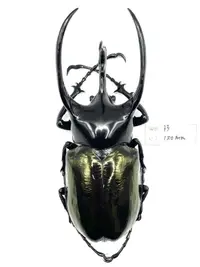 在飛比找露天拍賣優惠-Chalcosoma chiron janssensi.高卡