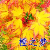 在飛比找蝦皮購物優惠-✨【紅楓種子】日本矮化楓樹種子 楓樹籽 四季可種 室內 紅楓