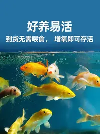 在飛比找Yahoo!奇摩拍賣優惠-錦鯉活魚觀賞魚好養耐活冷水魚淡水魚純種錦鯉魚招財黃金鳳尾魚熱