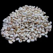 White Swirl Conch Shells Snail Shells Natural Sea Shell 10 KG