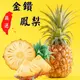 【緁迪水果JDFruit】台灣小農-嚴選頂級金鑽鳳梨(7斤/20斤) l 緁迪水果,送禮推薦