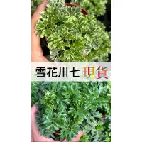 在飛比找蝦皮購物優惠-雪花川七  芹葉 白珍珠 金葉 羽裂 富貴樹 福祿桐 室內戶