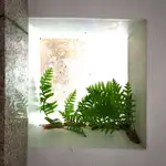🪴花媽🪴 莖塊20幾公分 槲蕨(裸株隨機出貨不挑款)  觀葉植物 台灣原生種 板植 上板植物 造景