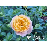 在飛比找蝦皮購物優惠-方方園藝  5吋果汁陽台玫瑰$500元