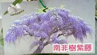 在飛比找樂天市場購物網優惠-[南非樹紫藤盆栽 南非紫藤樹苗 ] 4-5吋盆 多年生開花植