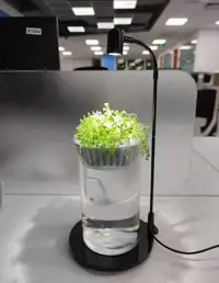 在飛比找Yahoo!奇摩拍賣優惠-時尚 玻璃容器 綠植栽 美植栽 水培植物 水耕 療育 水耕盆