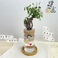 在飛比找蝦皮購物優惠-【理想小品】榆樹【現貨】水耕盆栽 玻璃圓柱瓶 無土種植 簡單