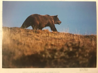 POSTCARD UNPOSTED BEARS- GRIZZLY BEAR AMBLING ALONG THE TUNDRA, ALASKA