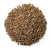 Indian Lowlands Hemp Seed