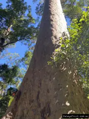 Buy Eucalyptus Spotted Gum Trees (Corymbia maculata)