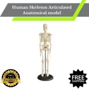 Human Skeleton Articulated Anatomical model