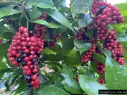 Buy Native Currant Bush food Plants (Antidesma erostre)