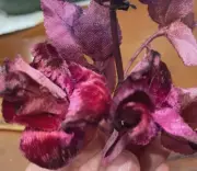 Vintage 1940s Velvet Satin Triple Roses Leaves Deep Fuchsia Rose 1 Spray Japan