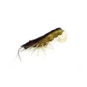 NEW Chasebaits Curly Prawn Lure 90 mm By Anaconda