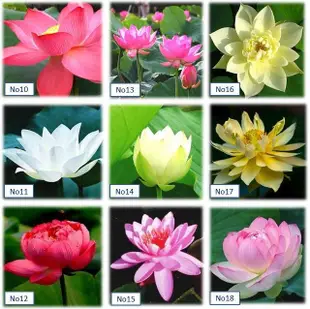 ♡小型蓮花♡高發芽率【滿額送】【45種荷花/蓮花種子】水生植物碗蓮種子睡蓮花盆水耕植物荷花種子水培盆栽花卉水草