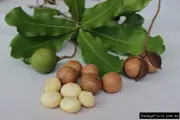Dwarf Macadamia Tree - Macadamia integrifolia
