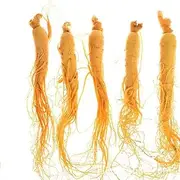 Ginseng Root Fresh,Fresh Ginseng,Panax Ginseng Vacuum Packaging Ginseng,Ginseng Root Fresh,Wild Fresh Ginseng,Changbai Mountain Fresh-keeping Vacuum Packaging Ginseng (1000g Vacuum packag)