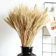 100Pcs Dried Wheat Stems Natural Wheat Ears Real Raw Color Dried Flowers Bouquet Mariage Cream Wedding Party Decoration Flores Artificiales Accessories Gold Color Dried Wheat Stalks for Home Decor
