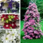 50 Pcs Mix Clematis macropetala Hybrid Flower Seeds Climber Plant Seeds