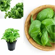 Basil - King Kong F1 seeds