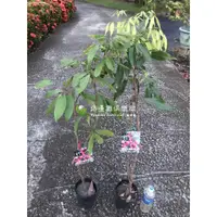 在飛比找蝦皮購物優惠-勿直接下標 荔枝苗 紅寶石荔枝 荔枝盆栽 樹苗 台農五號 台