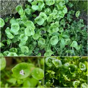 Miner's Lettuce seeds