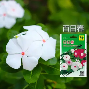 F014日日春/花卉種子/雷霆百貨/長春花