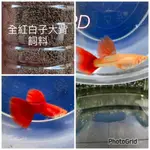 《PD水族》全紅白子大背專用飼料‼️，小型魚飼料 水族飼料 孔雀魚專用飼料，需要請私訊看圖‼