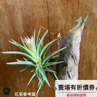 在飛比找蝦皮購物優惠-植藝-日本第一（巨大種）✧好看養眼✧ Tillandsia 