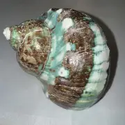 Beautiful Green Turban Conch Shell (2)