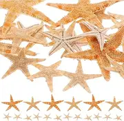 SEWACC Decorative Shell Decor 100pcs Ocean Beach Natural Seashells Sea Stars Nautical Fish Tank Aquarium Decor Table Scatter Vase Fillers for Christmas Tree Ornament Wedding