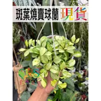 在飛比找蝦皮購物優惠-斑葉燒賣毬蘭 Hoya 毬蘭 斑葉 植物 蘭花 燒賣 香﹝C