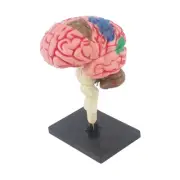 Brain Model 4D Disassembled Toy Brain Functions Model Education Display