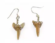 Fossil Sand Tiger Shark Tooth Earrings - Stunning Double Box Presentation