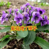 在飛比找蝦皮購物優惠-【種子之家】紫花地丁種子 四季易種植 易養活 耐寒耐熱種植 