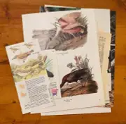 Papers for repurposing: 1/8 lb mix of vintage bird pages and prints