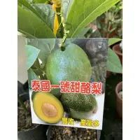 在飛比找蝦皮購物優惠-新品種 泰國一號甜酪梨🥑特價一棵600