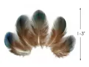 10 Pieces - Iridescent Green Peacock Plumage Loose Feathers Fly Tying Craft