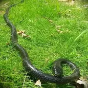 47 Inches Rubber Lifelike Snakes Scary Gag Gift Incredible Creatures Chain...