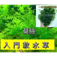 在飛比找蝦皮購物優惠-「動力水族」三角莫絲 莫斯 默斯 默絲 moss 怪蕨 怪厥