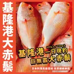 【鮮煮義美食街】基隆港現釣 / 無敵巨無霸大赤鬃 / 600G上 / 700G上 / 赤鬃魚 / 赤鯮 / 赤棕