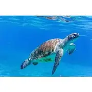 Save 20.00%! The Blue Experience: Snorkeling with Turtles & Beach Hopping tour