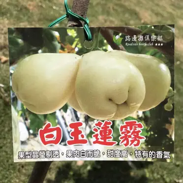 白玉蓮霧苗的價格推薦- 2026年06月|飛比價格