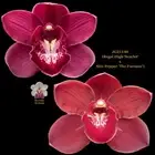 Cymbidium Seedling JG21140 (Regal High 'Scarlet' x Alex Pepper 'The Furnace')
