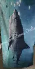 Pottery Barn Teen Photoreal Shark Beach Pool Towel Blue Ocean 64" READ! 9848R