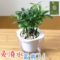 在飛比找蝦皮商城優惠-【小品文化】竹柏【現貨】透明懶人盆栽 加水更方便 觀葉植物 