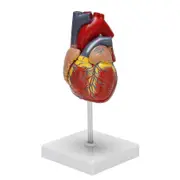 Life Size Anatomical Human Heart Model 1:1 Scale Science Classroom Demonstration Tool For Medical Study