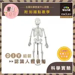 繁中全彩說明書～DIY 人體骨骼模型⭐X30 木製科學玩具 骨骼教學 萬聖節骷顱頭 STEAM 科學 手作