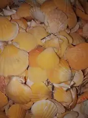 500g Pectin Vexillum sea shells. Scallop Beach home coastal decor crafts