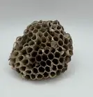 Iowa Paper Wasp Nest Hive 2" Homeschool, Insect Nest Specimen, Real, Natural